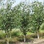 Malus ‘Red Obelisk’